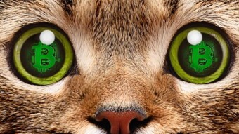 "Bitcoin Cat" coin incoming?