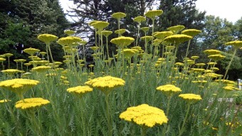 Bicycle walks in the park gardens - fernleaf yarrow, milfoil, or nosebleed - a beautiful garden plant with healing properties -