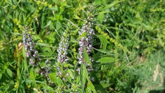 THE HEALING PROPERTIES OF MOTHERWORT (Leonurus cardiaca)