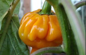 My balcony cultivation - Habanero pepper, yellow variety