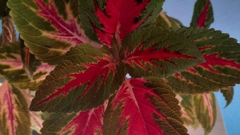 Plantas de casa - Diario 3