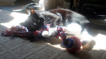 Walter playing with the dogs toy Part 2