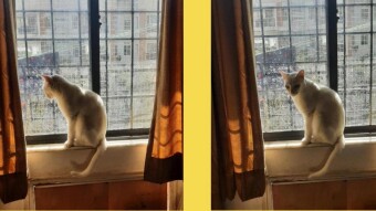A Cat's window of Opportunity to get a little famous today as it's Caturday!!