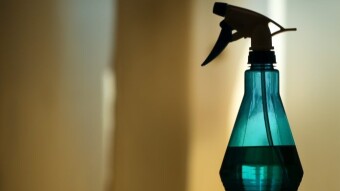 Does Bleach Kill Mold-The fungus?