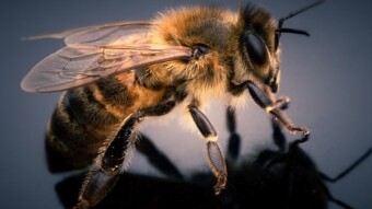 Insects