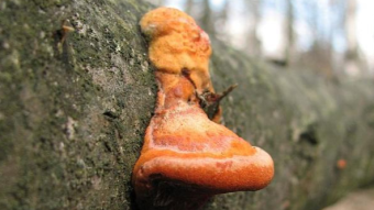 Mushrooms occurring in Europe - Pycnoporus cinnabarinus