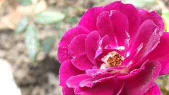 Rose flower photography