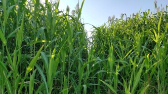 Countryside hiking - The sorghum field