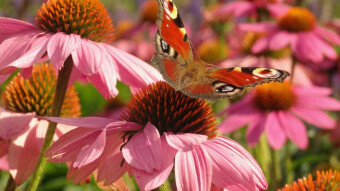 Herbal pharmacy echinacea