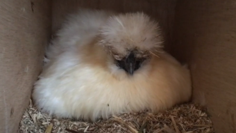silky chicken: analog antminer