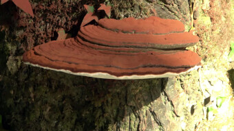 Artist's fungus or bear bread - another overflow parasite that heals