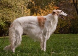 Greyhound