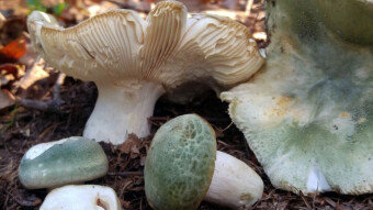 Little-known edible mushrooms - Russula virescens