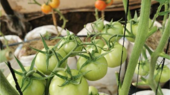 Why so many farmers are unable to grow tomatoes of indeterminate varieties.
