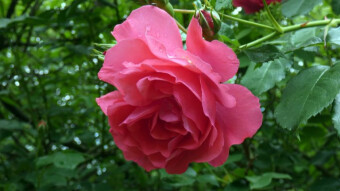 Beautiful bloom of roses this year in the Silesian Rosarium
