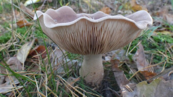 Mushrooms occurring in Europe - Lepista Nuda