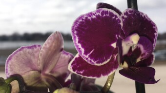 Orchid in the Office (2nd Edition)