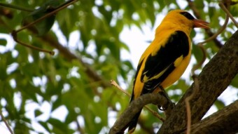 Golden Oriole - so colorful and so invisible
