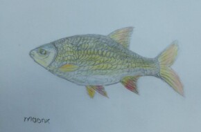 Fish Painting