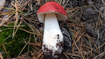 Mushrooms occurring in Europe - Russula emetica