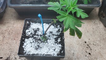 Steem OG Clone #1 - Day 1