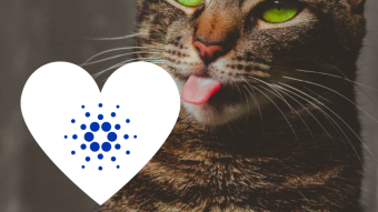 The seduction of Cryptokitten by Don Juan Cardano