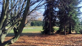 A Saturday without sun and endless fog - My Actifit Report Card: November 8, 2025