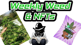 Cannabis plant Harvest Time & weed NFTs + Airdrop