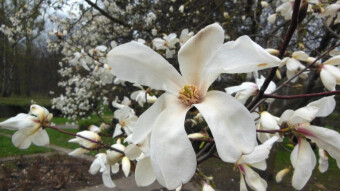 Bloom of Magnolia trees in my favorite Park