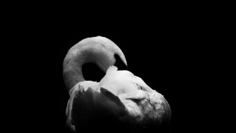 Black Swan Economics – When the Unpredictable Happens
