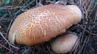 Mushrooms occurring in Europe - Tricholomopsis rutilans
