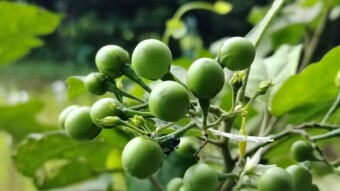 Different brinjal photography.