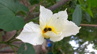 Unknown flower photography