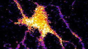 Experimental : From binary to neurons