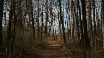 Weekday Nature Walk: Morel Hunt leads me to "The Great Ganoderma"