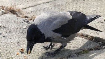 The first day of spring, an unexpected situation and a meeting with the Gray Crow