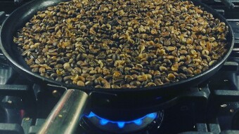 Caffeina