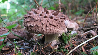 Mushrooms occurring in Europe - Sarcodon imbricatus