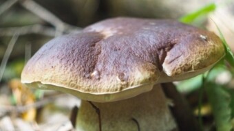 Boletus edulis. King of mushroom