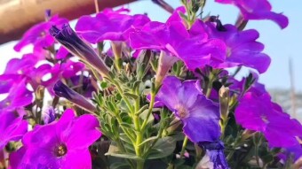 Petuniya flower photography and videography.