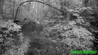 Tree trunk bent over trail - Infrared Photography