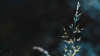 Help me to identify the Flower 01