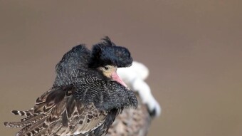 The Ruff, that is, the appearance of bravery above all among the little brave birds