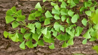 Ginkgo Biloba
