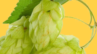 XAN, A token that powers Xanthohumol, the world renowned source of antioxidant