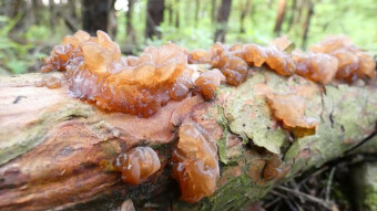Mushrooms on trees in Europe - Exidia saccharina