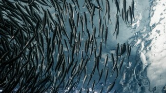 The Decentralized Life