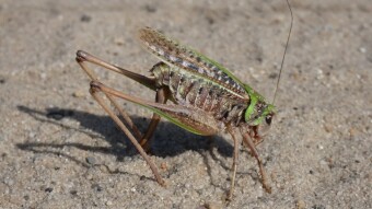 What does he need this blade for? Łatczyn brodawnik (Decticus verrucivorus)