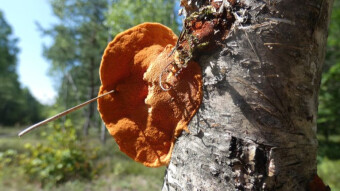 An inhabitant of dead trees - Cinnabar polypore