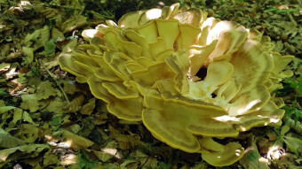 Giant polypore - a large mushroom in a group